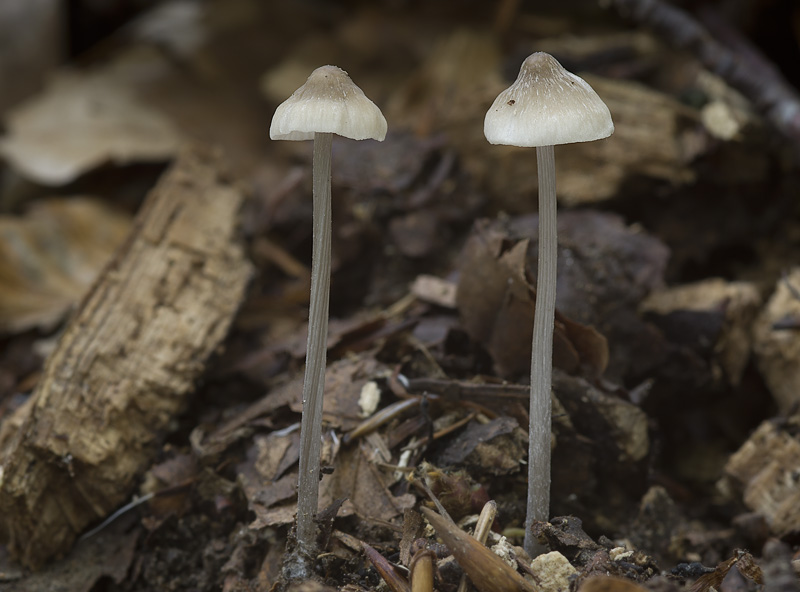 Mycena vitilis